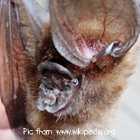 Hipposideros ridleyi